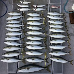 SeaRide(シーライド) 釣果