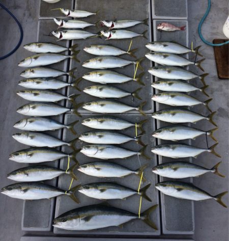 SeaRide(シーライド) 釣果