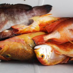 第二龍勢丸 釣果