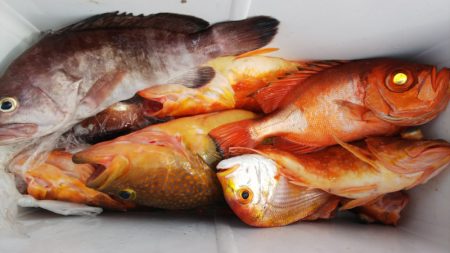 第二龍勢丸 釣果