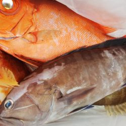 第二龍勢丸 釣果