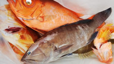 第二龍勢丸 釣果