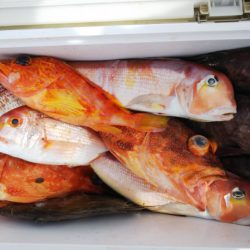 第二龍勢丸 釣果