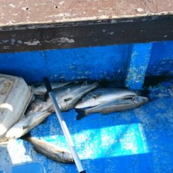 海龍丸（石川） 釣果