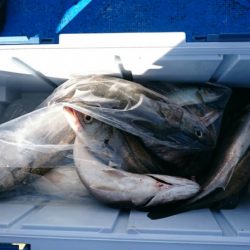 海龍丸（石川） 釣果