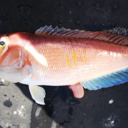 第二龍勢丸 釣果