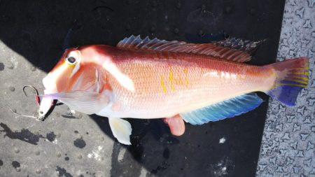 第二龍勢丸 釣果