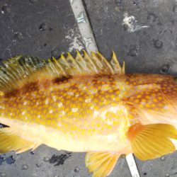 第二龍勢丸 釣果