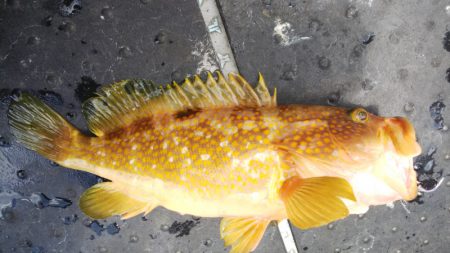 第二龍勢丸 釣果