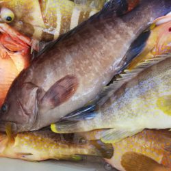 第二龍勢丸 釣果