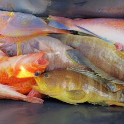 第二龍勢丸 釣果