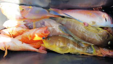 第二龍勢丸 釣果