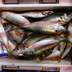 海龍丸（石川） 釣果