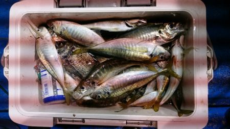 海龍丸（石川） 釣果