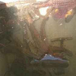 遊漁船 家入 釣果