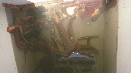 遊漁船 家入 釣果