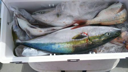 ブルドック 釣果