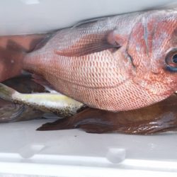 富士丸 釣果