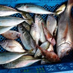 小島丸 釣果