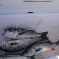 海龍丸（石川） 釣果