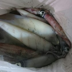 海龍丸（石川） 釣果