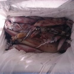 海龍丸（石川） 釣果