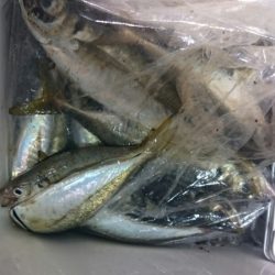 海龍丸（石川） 釣果