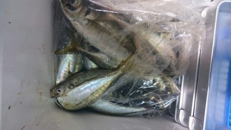 海龍丸（石川） 釣果