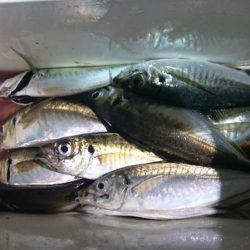 海龍丸（石川） 釣果