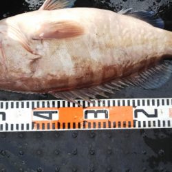 第二龍勢丸 釣果