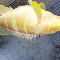 第二龍勢丸 釣果