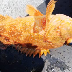 第二龍勢丸 釣果