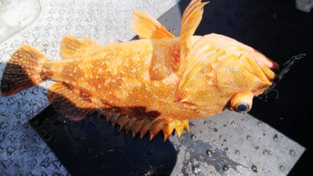 第二龍勢丸 釣果