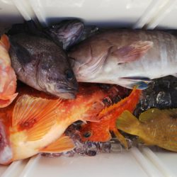 第二龍勢丸 釣果