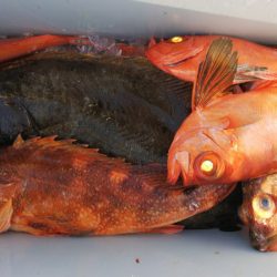 第二龍勢丸 釣果