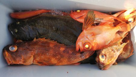 第二龍勢丸 釣果