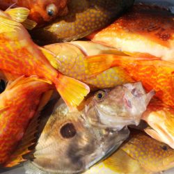 第二龍勢丸 釣果