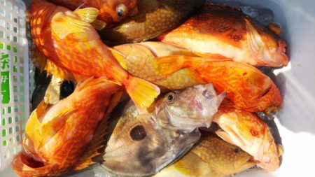 第二龍勢丸 釣果