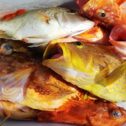 第二龍勢丸 釣果