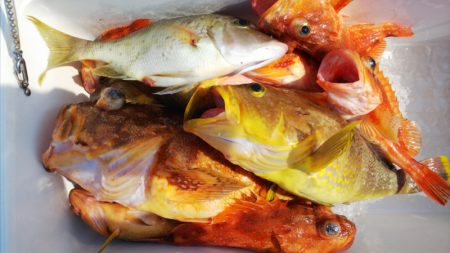 第二龍勢丸 釣果