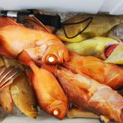 第二龍勢丸 釣果