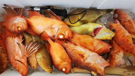 第二龍勢丸 釣果