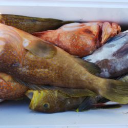 第二龍勢丸 釣果