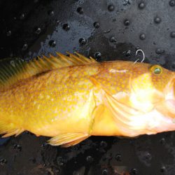 第二龍勢丸 釣果