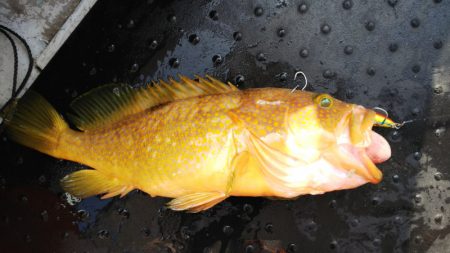 第二龍勢丸 釣果