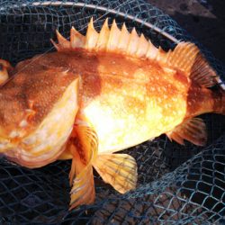 第二龍勢丸 釣果