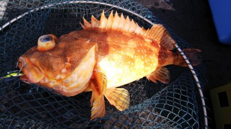 第二龍勢丸 釣果