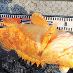 第二龍勢丸 釣果