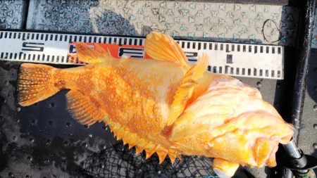 第二龍勢丸 釣果