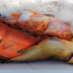 第二龍勢丸 釣果